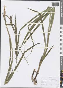 Carex, Siberia, Russian Far East (S6) (Russia)