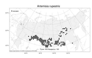 Artemisia rupestris L., Atlas of the Russian Flora (FLORUS) (Russia)