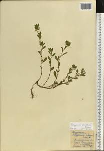 Polygonum arenastrum Boreau, Eastern Europe, South Ukrainian region (E12) (Ukraine)