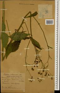 Lapsana communis subsp. intermedia (M. Bieb.) Hayek, Caucasus, Krasnodar Krai & Adygea (K1a) (Russia)