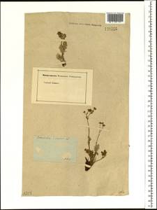 Potentilla sericea L., Siberia (no precise locality) (S0) (Russia)