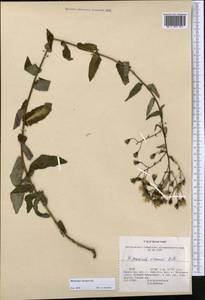 Hieracium virosum Pall., Middle Asia, Northern & Central Tian Shan (M4) (Kazakhstan)