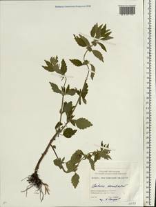 Chaiturus marrubiastrum (L.) Ehrh. ex Rchb., Eastern Europe, Rostov Oblast (E12a) (Russia)