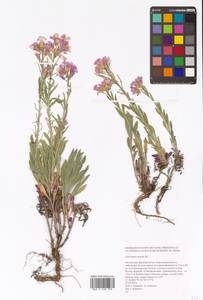 Chorispora tenella (Pall.) DC., Eastern Europe, Eastern region (E10) (Russia)