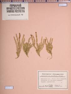 Spinulum annotinum subsp. alpestre (Hartm.) Uotila, Siberia, Altai & Sayany Mountains (S2) (Russia)