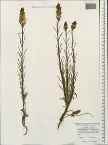 Linaria macroura (M. Bieb.) M. Bieb., Caucasus, Krasnodar Krai & Adygea (K1a) (Russia)