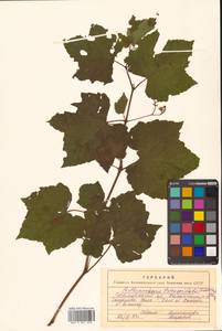 Parthenocissus tricuspidata (Siebold & Zucc.) Planch., Siberia, Russian Far East (S6) (Russia)