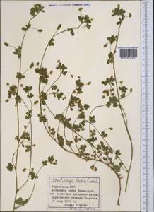 Medicago lupulina L., Middle Asia, Northern & Central Tian Shan (M4) (Kyrgyzstan)