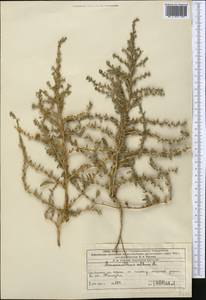 Amaranthus albus L., Middle Asia, Western Tian Shan & Karatau (M3) (Kazakhstan)