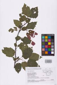 Acer tataricum L., Eastern Europe, Central region (E4) (Russia)
