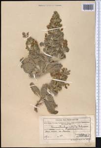 Phlomoides rotala (Schrenk ex Fisch., C.A.Mey. & Avé-Lall.) Salmaki, Middle Asia, Muyunkumy, Balkhash & Betpak-Dala (M9) (Kazakhstan)