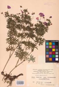 Geranium sanguineum L., Eastern Europe, South Ukrainian region (E12) (Ukraine)