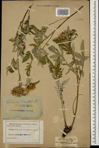 Psephellus dealbatus (Willd.) C. Koch, Caucasus (no precise locality) (K0)