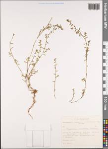 Polygonum arenastrum subsp. calcatum (Lindm.) Wissk., Siberia, Central Siberia (S3) (Russia)