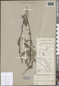 Salix, Middle Asia, Caspian Ustyurt & Northern Aralia (M8) (Kazakhstan)