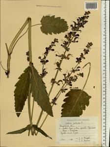 Salvia pratensis L., Eastern Europe, Central region (E4) (Russia)
