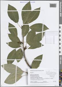 Populus, Eastern Europe, Central region (E4) (Russia)