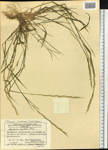 Elymus jacutensis (Drobow) Tzvelev, Siberia, Central Siberia (S3) (Russia)