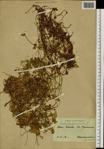 Cuscuta lupuliformis Krock., Siberia, Western Siberia (S1) (Russia)