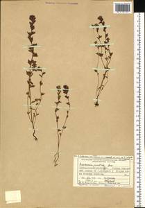 Euphrasia jacutica Juz., Siberia, Central Siberia (S3) (Russia)