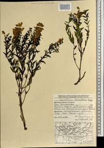Scutellaria baicalensis Georgi, Mongolia (MONG) (Mongolia)