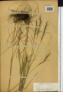 Elymus gmelinii (Trin.) Tzvelev, Siberia, Western (Kazakhstan) Altai Mountains (S2a) (Kazakhstan)