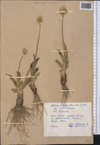 Allium carolinianum Redouté, Middle Asia, Pamir & Pamiro-Alai (M2) (Tajikistan)