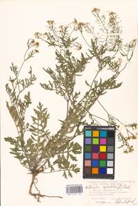 Rorippa sylvestris (L.) Besser, Eastern Europe, Moscow region (E4a) (Russia)