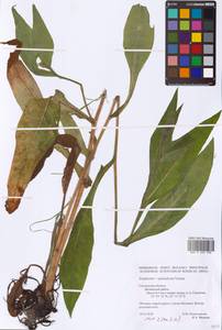 Symphytum ×uplandicum Nyman, Eastern Europe, Western region (E3) (Russia)