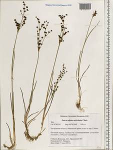 Juncus alpinoarticulatus Chaix, Eastern Europe, Central forest region (E5) (Russia)