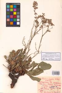 Limonium gmelinii (Willd.) Kuntze, Eastern Europe, Middle Volga region (E8) (Russia)