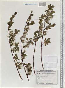 Salix nummularia Andersson, Siberia, Central Siberia (S3) (Russia)