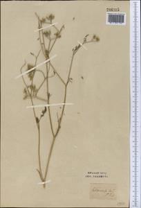 Torilis leptophylla (L.) Rchb. fil., Middle Asia, Syr-Darian deserts & Kyzylkum (M7) (Uzbekistan)