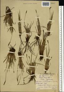Carex cespitosa L., Eastern Europe, Central forest region (E5) (Russia)