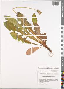 Taraxacum stenoglossum Brenner, Eastern Europe, Middle Volga region (E8) (Russia)