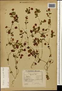 Trifolium campestre Schreb., Caucasus, Georgia (K4) (Georgia)
