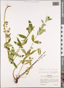 Hypericum hirsutum L., Eastern Europe, Middle Volga region (E8) (Russia)
