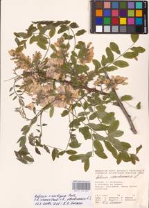 Robinia × ambigua Poir., Eastern Europe, Lower Volga region (E9) (Russia)