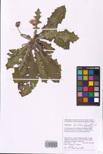 Taraxacum serotinum (Waldst. & Kit.) Poir., Eastern Europe, Central forest-and-steppe region (E6) (Russia)