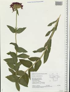 Silene chalcedonica (L.) E. H. L. Krause, Eastern Europe, Central region (E4) (Russia)