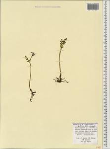 Botrychium matricariifolium (Döll) A. Braun ex Koch, Caucasus, Krasnodar Krai & Adygea (K1a) (Russia)