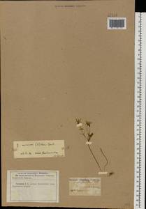 Gagea minima (L.) Ker Gawl., Eastern Europe, North Ukrainian region (E11) (Ukraine)
