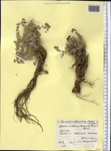 Ajania tibetica (Hook. fil. & Thomson) Tzvelev, Middle Asia, Pamir & Pamiro-Alai (M2) (Tajikistan)