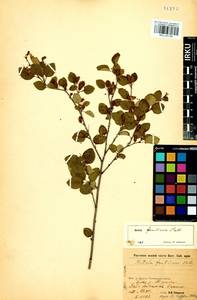 Betula fruticosa Pall., Siberia, Baikal & Transbaikal region (S4) (Russia)