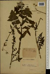 Sonchus oleraceus L., Eastern Europe, Rostov Oblast (E12a) (Russia)