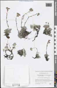 Artemisia glomerata Ledeb., Siberia, Chukotka & Kamchatka (S7) (Russia)