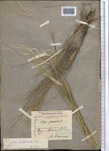 Stipa kirghisorum P.A.Smirn., Middle Asia, Northern & Central Tian Shan (M4) (Kazakhstan)