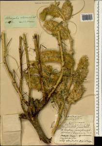Astragalus alopecias Pall., South Asia, South Asia (Asia outside ex-Soviet states and Mongolia) (ASIA) (China)
