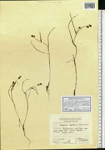 Sparganium hyperboreum Laest. ex Beurl., Eastern Europe, Northern region (E1) (Russia)