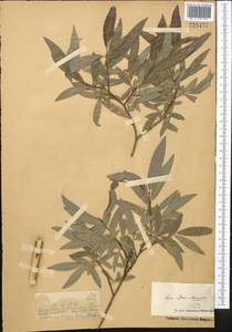Salix tenuijulis Ledeb., Middle Asia, Dzungarian Alatau & Tarbagatai (M5) (Kazakhstan)